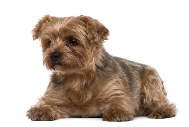 Yorkshire terrier, 6 lat, leżący przed białą ścianą