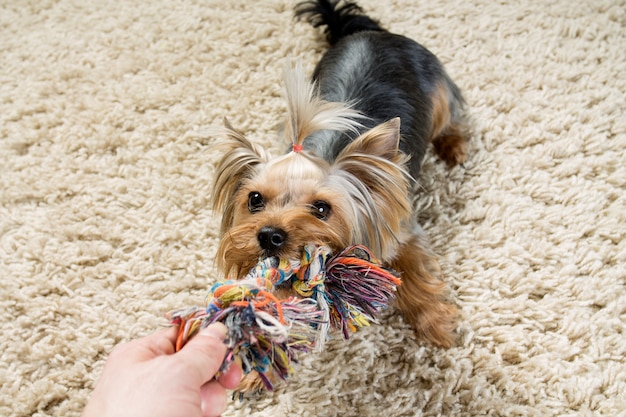 Yorkshire terrier bawi się zabawką na dywanie