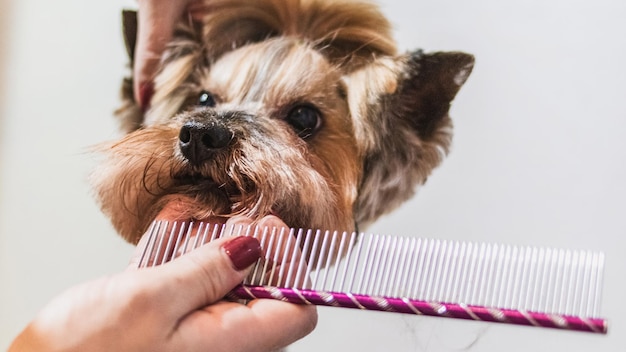 Yorkshire terrier czesanie i szczotkowanie w domu przez profesjonalnego groomera