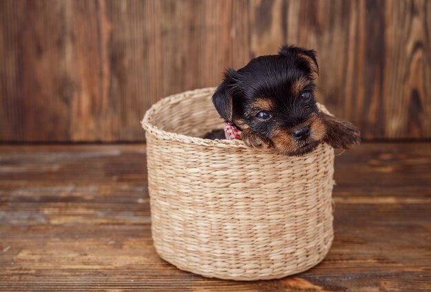 Yorkshire Terrier (Jork) szczeniaka obsiadanie w koszu na drewnianym