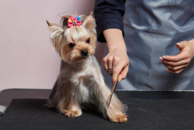 Yorkshire terrier leży na stole pielęgnacyjnym w salonie zoo z piękną fryzurą dla każdego