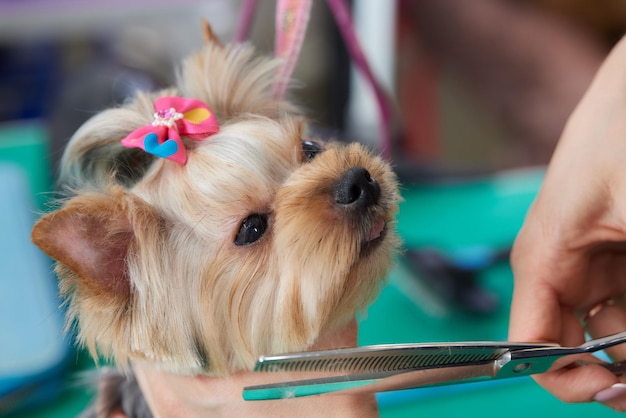 Yorkshire Terrier leży na stole pielęgnacyjnym w salonie zoo z piękną fryzurą na każdy dzień