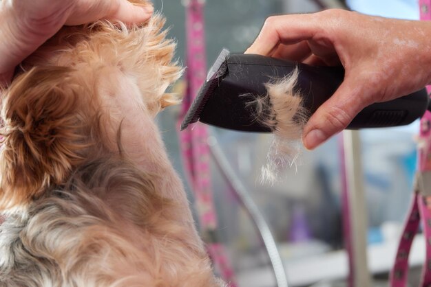 Yorkshire Terrier leży na stole pielęgnacyjnym w salonie zoo z piękną fryzurą na każdy dzień