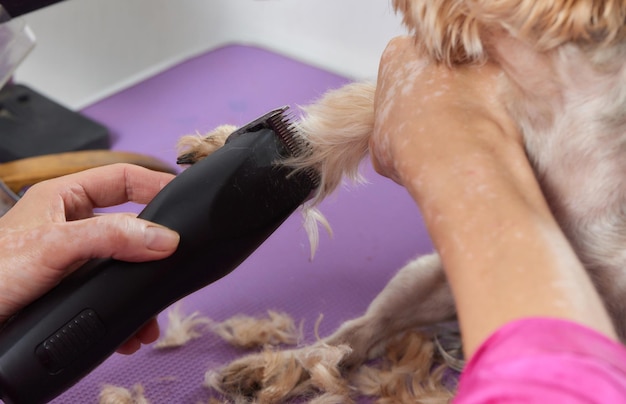 Yorkshire Terrier leży na stole pielęgnacyjnym w salonie zoo z piękną fryzurą na każdy dzień