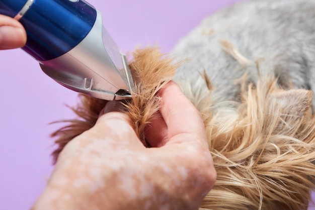 Yorkshire Terrier leży na stole pielęgnacyjnym w salonie zoo z piękną fryzurą na każdy dzień
