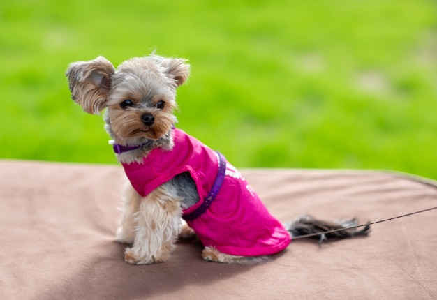 Zdjęcie yorkshire terrier mini siedzi na tle jasnego trawnika i wygląda w bok