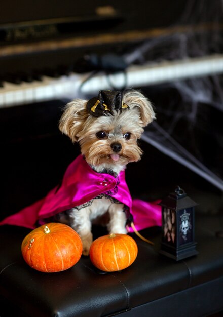 Yorkshire Terrier mini w karnawałowym stroju na tle halloweenowych dekoracji