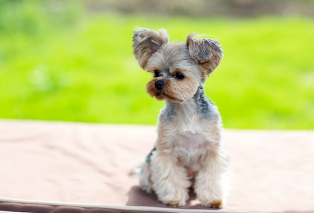 Yorkshire Terrier Mini Z Fryzurą Siedzi Na Tle Jasnego Trawnika I Wygląda W Bok