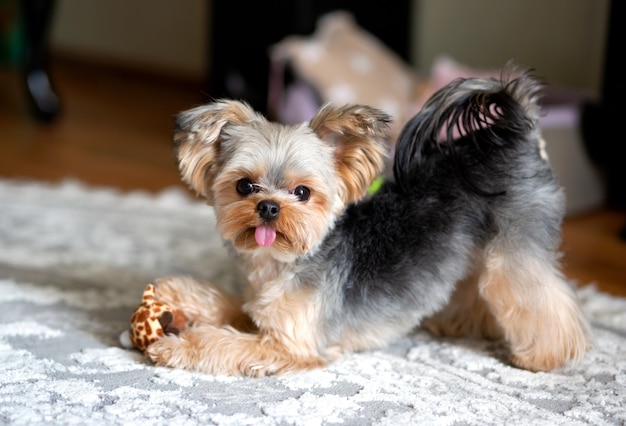 Yorkshire Terrier Mini Z Ostrzyżoną Fryzurą Wystającą Z Języka