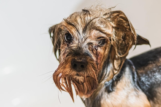 Yorkshire terrier mycie i pielęgnacja psa w domu