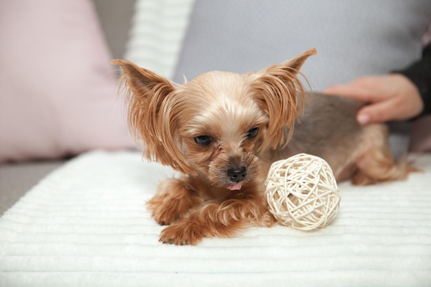 Yorkshire Terrier na kanapie