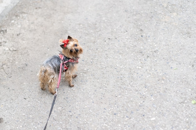 Yorkshire Terrier na spacer na smyczy