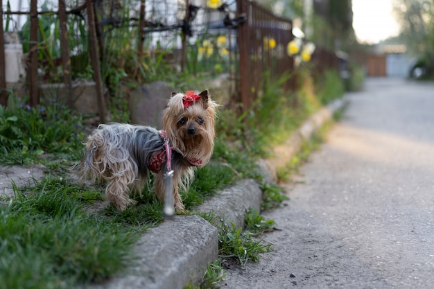 Yorkshire Terrier na spacerze na smyczy