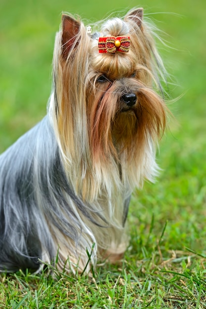 Yorkshire Terrier na wystawie na wiosnę