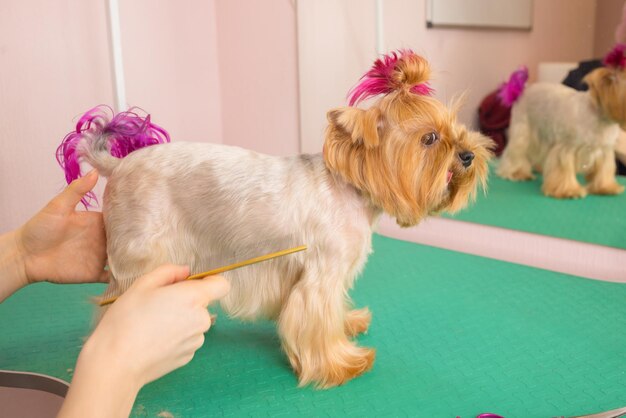 Yorkshire terrier obcina włosy u fryzjera.