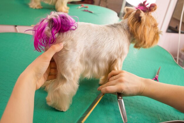 Yorkshire terrier obcina włosy u fryzjera.