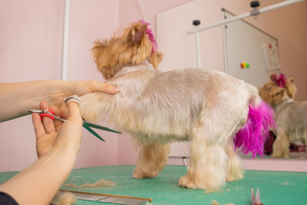 Yorkshire terrier obcina włosy u fryzjera.