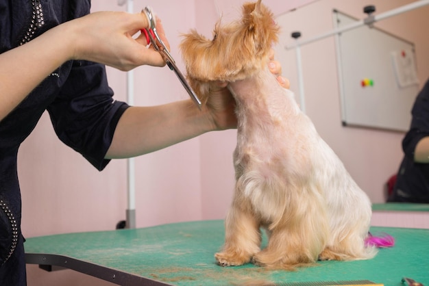 Yorkshire terrier obcina włosy u fryzjera.