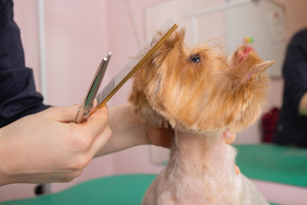 Yorkshire terrier obcina włosy u fryzjera.