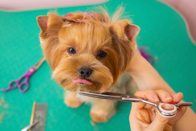 Yorkshire terrier obcina włosy u fryzjera