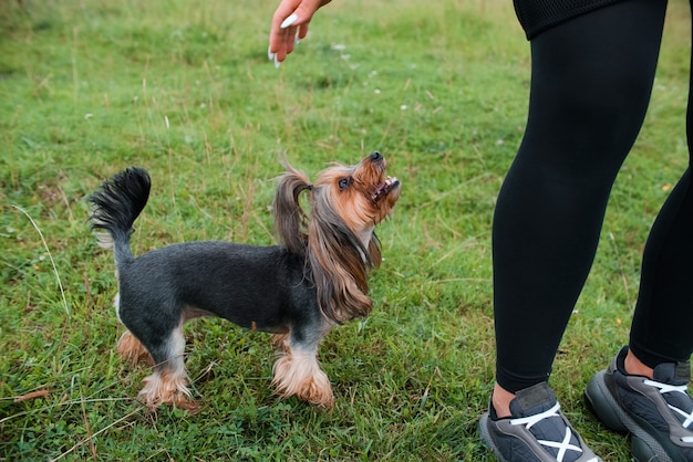 Yorkshire Terrier Patrząc Na Właściciela. Dziewczyna Chce Pogłaskać Psa, Zbliżenie