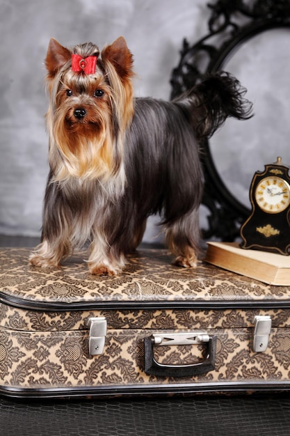 Zdjęcie yorkshire terrier patrząc w kamerę