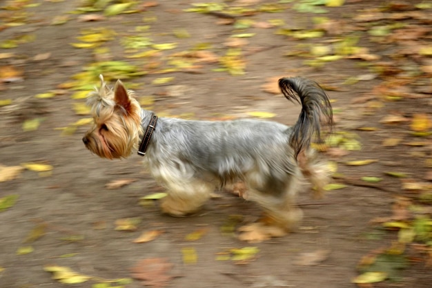 Yorkshire terrier pies biegnący na tle ziemi w ruchu