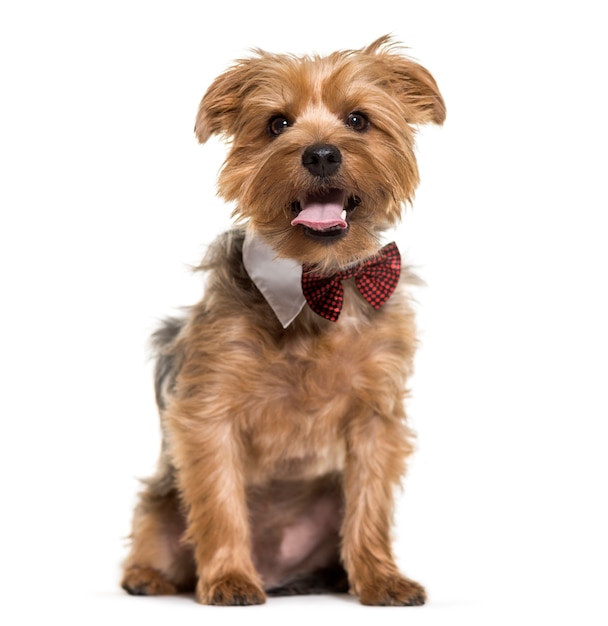 Yorkshire terrier pies siedzi i dyszy