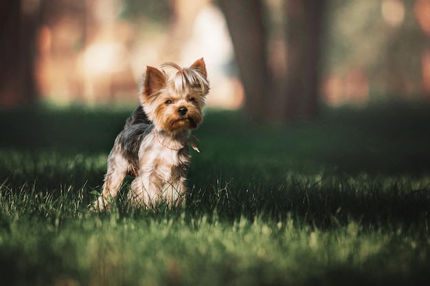 Yorkshire terrier pies z bliska portret. Miniaturowy pies siedzi w ogrodzie. Śliczne małe zwierzątko