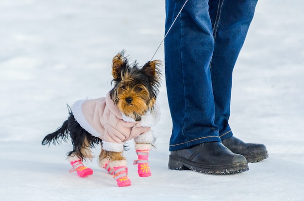 Zdjęcie yorkshire terrier piesek i jego właściciel, śnieżna zima