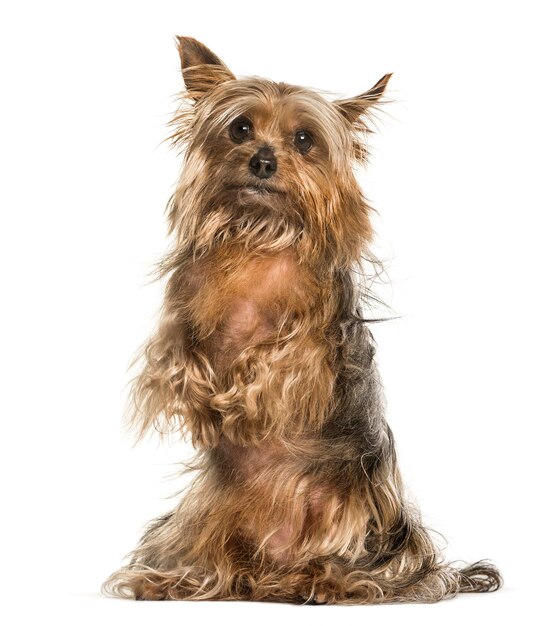 Yorkshire Terrier przeciw białemu tłu