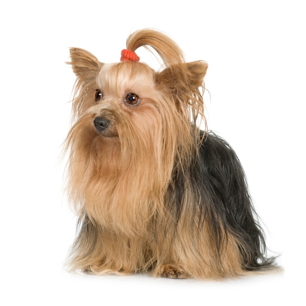 Yorkshire Terrier psa portret odizolowywający