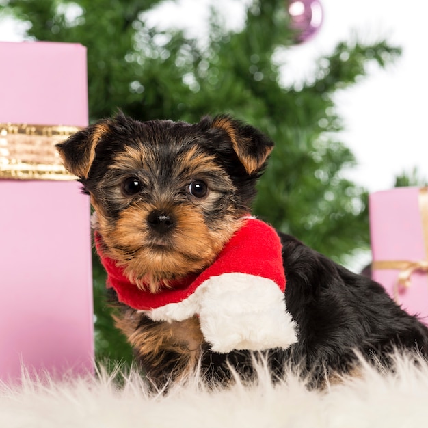 Yorkshire Terrier siedzi i ma na sobie świąteczny szalik przed ozdób choinkowych