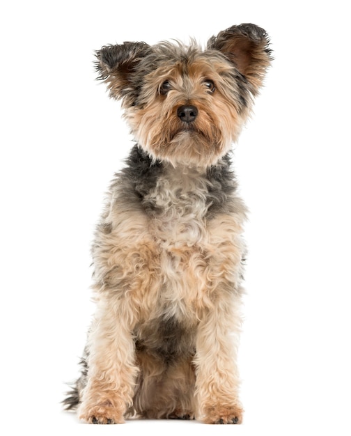 Yorkshire terrier siedzi przed białą ścianą