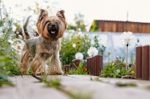 Yorkshire Terrier spaceruje wśród kwiatów