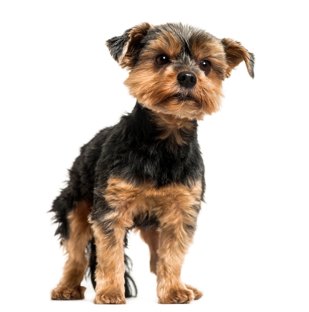 Yorkshire Terrier Stojący Na Białym Tle