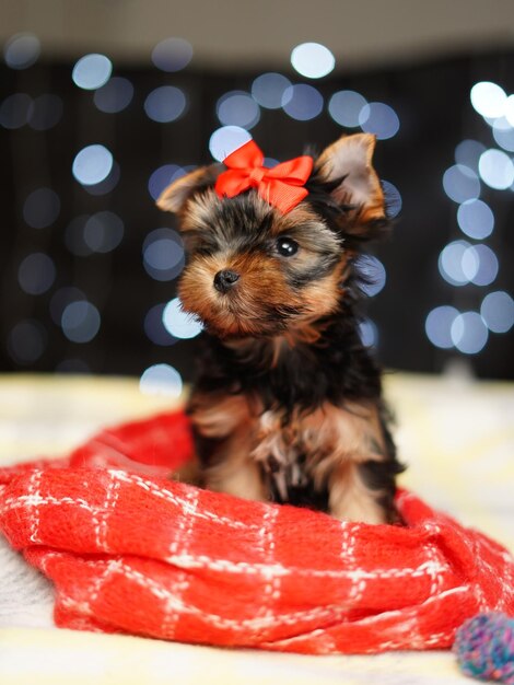 Yorkshire terrier szczeniak siedzi na czerwonym kocyku na tle bokeh Słodki mały pies