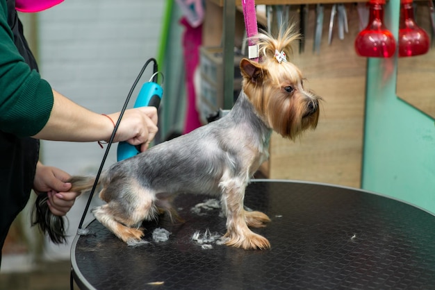 Yorkshire terrier w salonie fryzjerskim podczas strzyżenia maszynką do strzyżenia