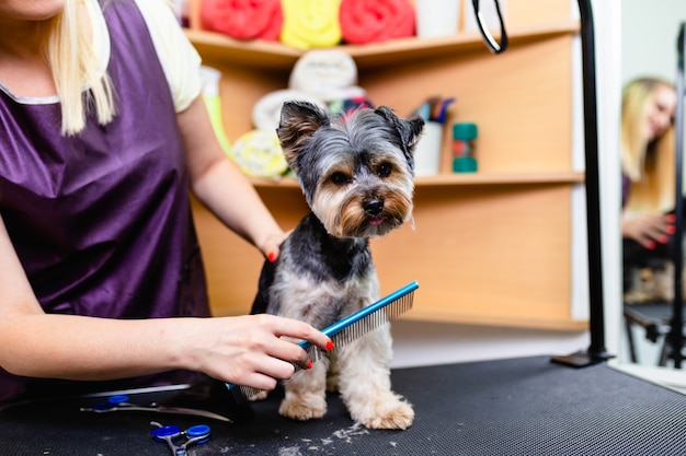 Yorkshire Terrier W Salonie Fryzjerskim.