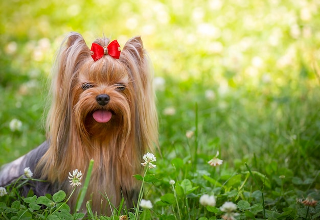 Zdjęcie yorkshire terrier w trawie