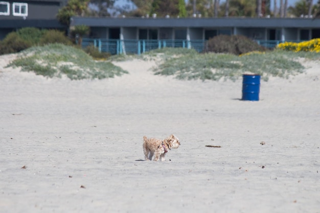 Yorkshire terrier york mix pies bawiący się i pływający na plaży