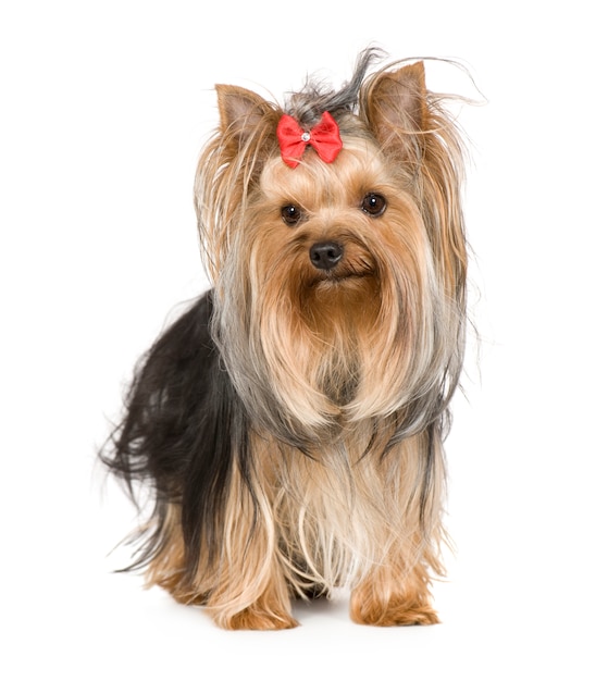 Yorkshire Terrier z 15 miesiącami. Portret psa na białym tle