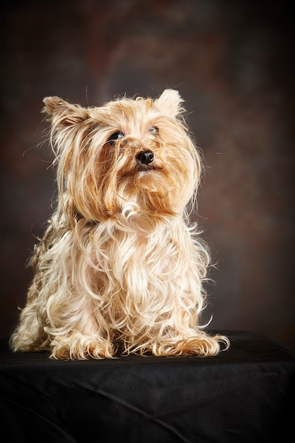 Zdjęcie yorkshire terrier.