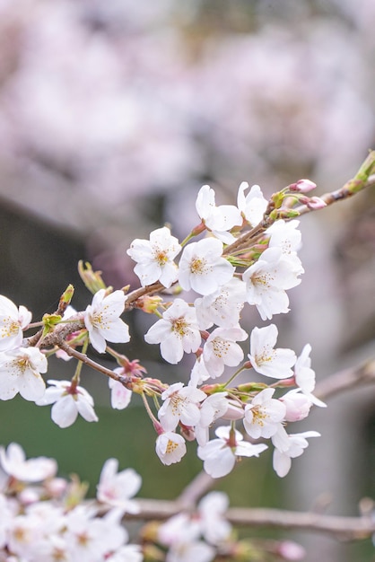 Yoshino Tokyo Sakura Cherry Blossom kwitnie Narodowy Las Alishan na Tajwanie