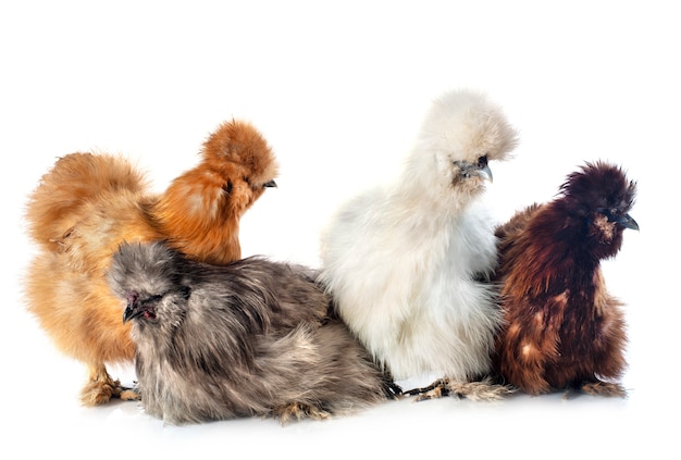 Zdjęcie young silkies w studio