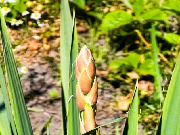 Yucca palm z pączkami na łodygi Długie zielone liście Roślina do ogrodu na świeżym powietrzu