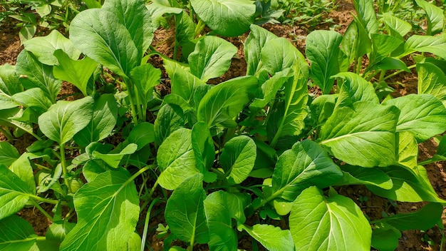 z bliska Caisim Brassica juncea L to roślina warzywna o klimacie subtropikalnym