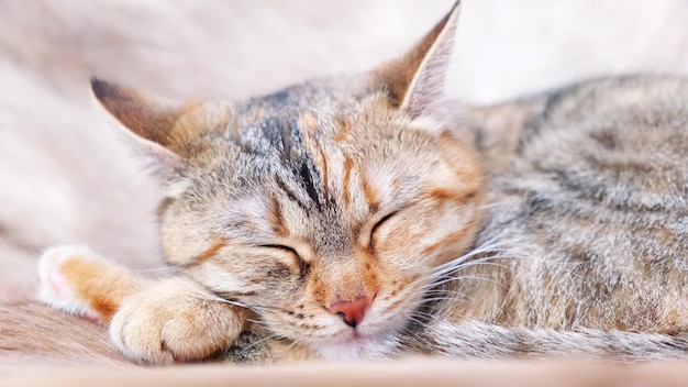 Z bliska dorosły pręgowany kot śpi na fotelu i we śnie oblizuje wargi i budzi się w domu. Naturalne światło dzienne. Karmienie kotów. 4k.