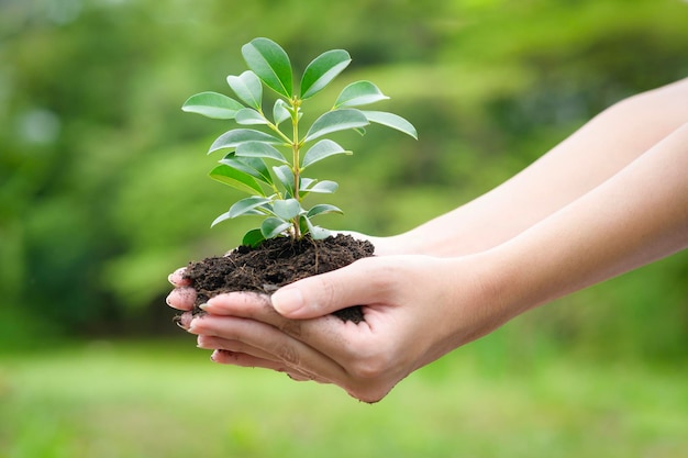 Z bliska kobieta z ręką trzymającą roślinę ekologiczna zrównoważona koncepcja ocalenia ziemi