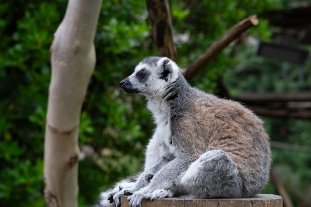 Z bliska lemur paskowy siedzący na gałęzi